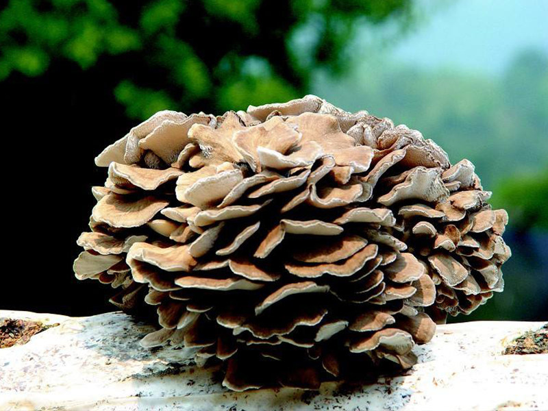 Grifola Frondosa / Maitake Mushroom